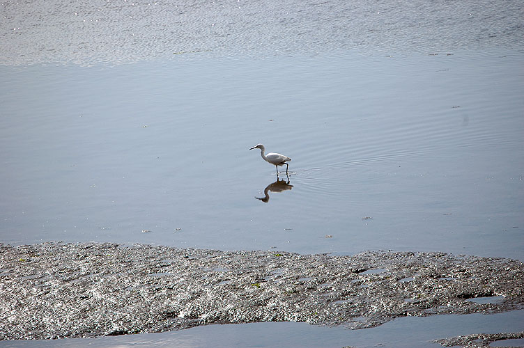 Elkhorn Slough Feb. 2010 072.jpg